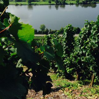 Maxhof - Weinberge