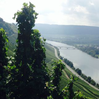 Maxhof - Weinberge