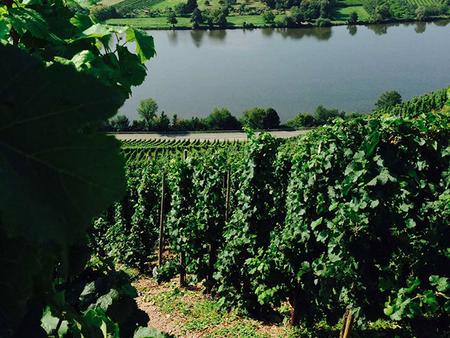 Weinberge bei Trier mit Blick auf die Mosel Weinberge bei Trier mit Blick auf die Mosel